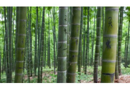 Le bambou, un bois écologique, esthétique et économique!